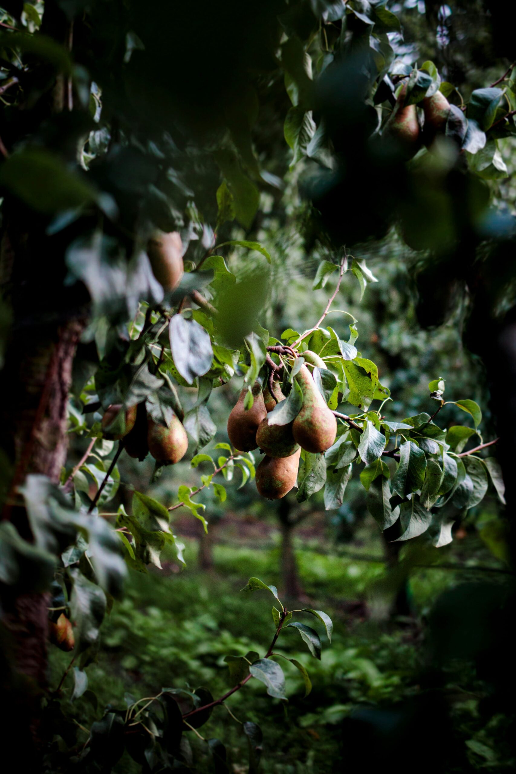 Talk: “Response of fruit farmers to climate change: Implications for policymakers.”